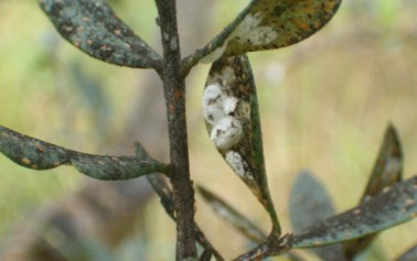 <strong>Castelvetrano</strong>. Uliveti infestati dall’«occhio di pavone»