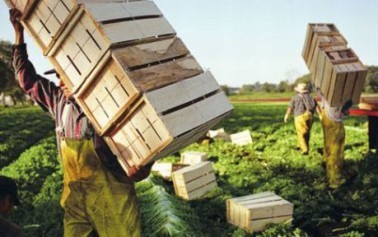 <strong>L’agricoltura cresce e crea lavoro</strong>. Per la Cia bisogna abbattere però costi e burocrazia