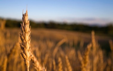 <strong>Grano made in Sicily</strong>: alta qualità sanitaria