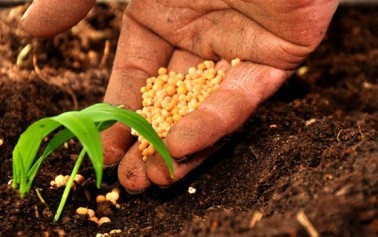 <strong>In Sicilia 219 mila aziende agricole</strong>, sono 13.6% di quelle nazionali