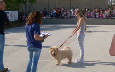 <strong>Menfi</strong>, “l’uomo e il cane” mostra cinofila amatoriale