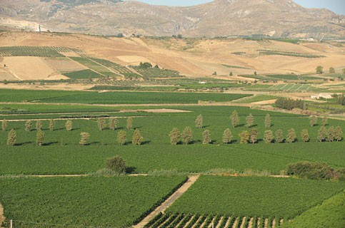 Menfi. <strong>Agricoltura</strong>, domani un incontro sulla tenuta regolare del quaderno di campagna