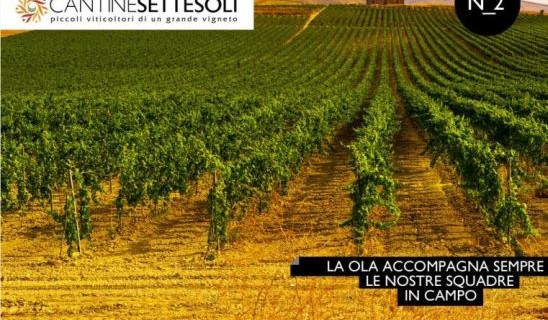 <strong>Cantine Settesoli</strong>: come rilanciare il mercato italiano del vino