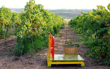 Terminata la vendemmia di <strong>Cantine Settesoli</strong>