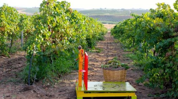 Terminata la vendemmia di <strong>Cantine Settesoli</strong>