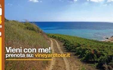 Inizia domani la <strong>vendemmia</strong> più grande d’Europa