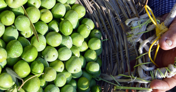 <strong>Menfi</strong>: Dove l’olio dà il pane a 3mila persone