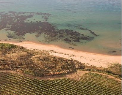 <strong>Cantine Settesoli</strong>: “Annata difficile per molte regioni ma nel territorio di Menfi ottenuti risultati eccezionali”