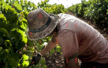 <strong>In Sicilia la vendemmia più grande d’Europa</strong>: a Menfi due giorni tra vigneti, mare e cucina contadina