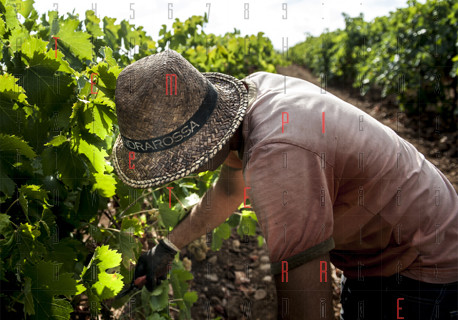 <strong>In Sicilia la vendemmia più grande d’Europa</strong>: a Menfi due giorni tra vigneti, mare e cucina contadina