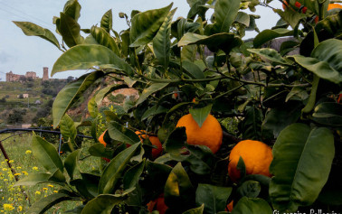 Salviamo le arance siciliane. Agricoltori giovedì in piazza