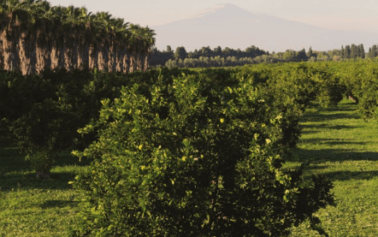 Il giardino che rispetta la storia