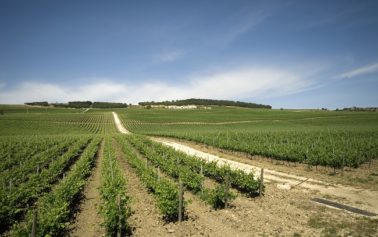 Al via la decima edizione di “Calici di Stelle” al Feudo Arancio