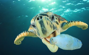 Mare e spiagge siciliani inquinati, la Regione può diventare avanguardia in Europa