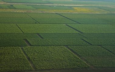 Vino di qualità: Comune di Menfi con il maggior numero di menzioni “vigna” in Sicilia