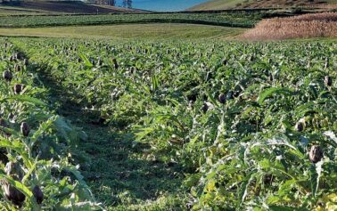 Mercoledi ore 18:00, Slow Food Sciacca racconta il carciofo spinoso di Menfi