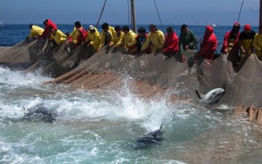 Riparte la pesca del tonno