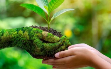 Giornata mondiale dell’ambiente. Carlo Petrini: “Rigeneriamo i nostri pensieri sull’economia e l’ecologia”